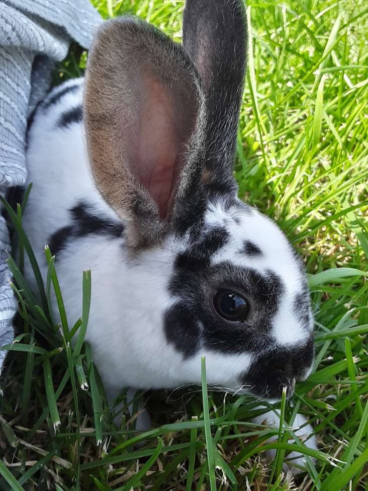Mini Rex Bunny