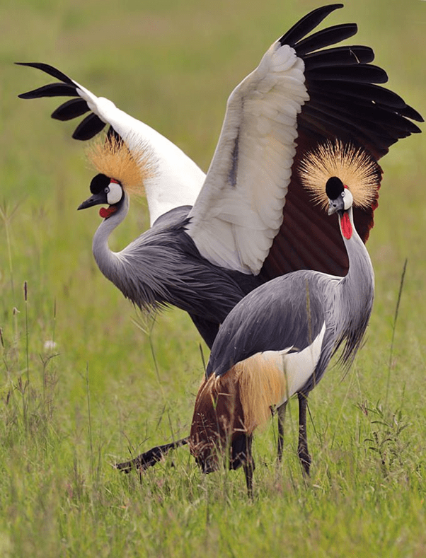 Grey Crowned Crane