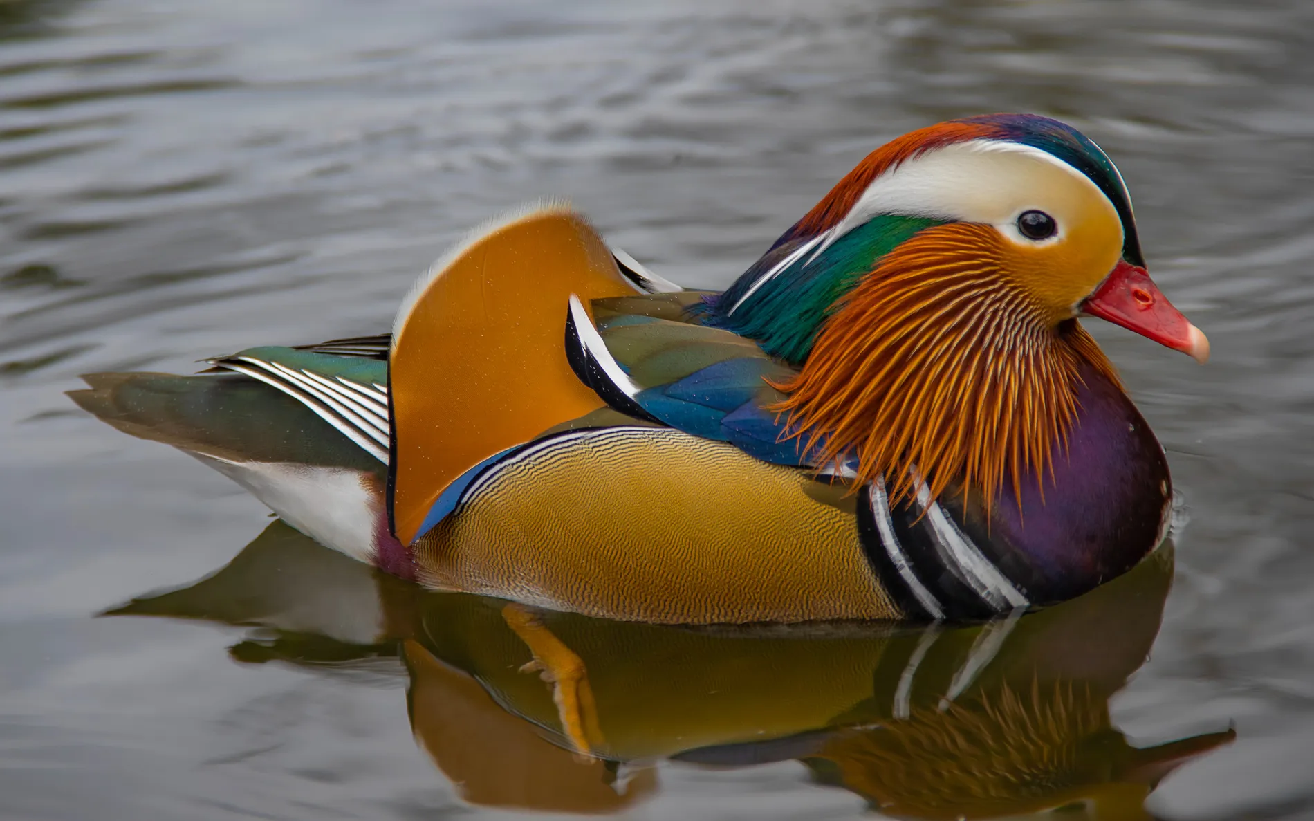 Mandarin Duck