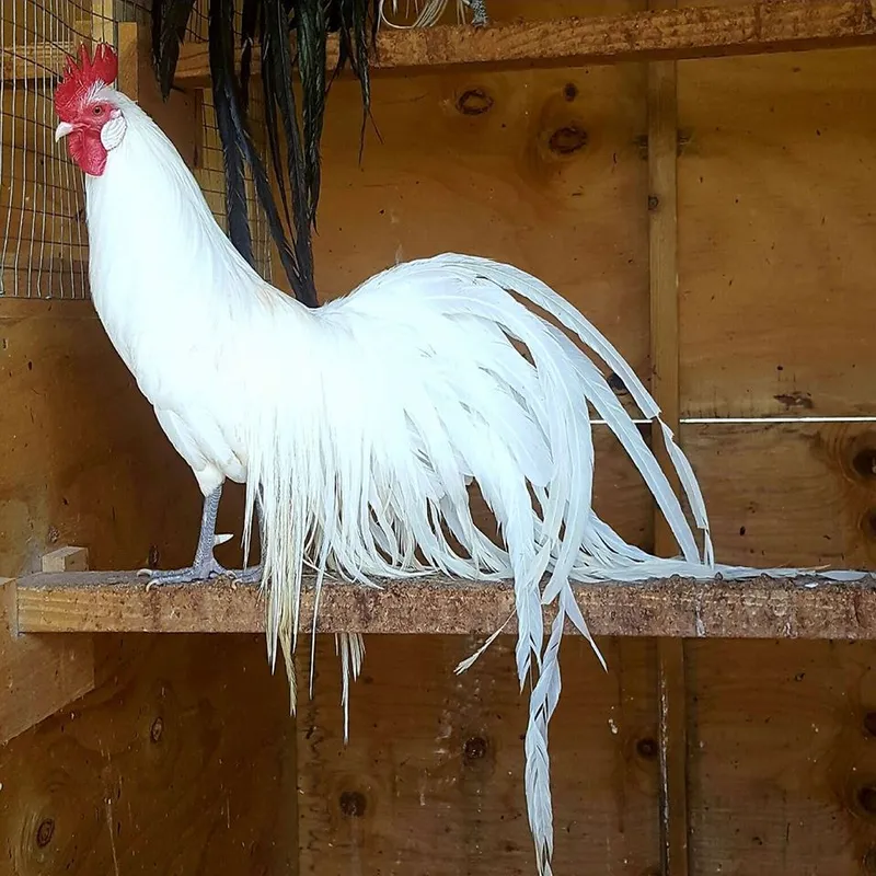  White Phoenix standard chicken